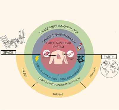 Microgravity × Radiation: A Space Mechanobiology Approach Toward Cardiovascular Function and Disease